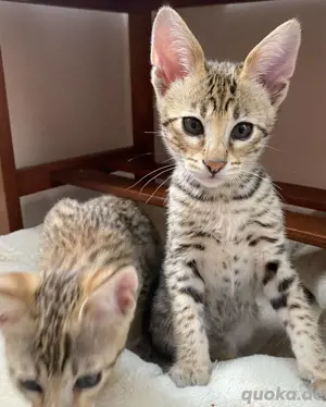 Savannah-Kätzchen zur Adoption