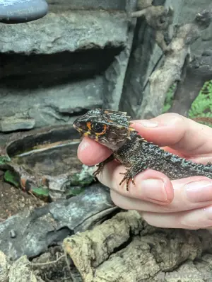Rotaugen Buschkrokodil (Tribolonotus gracilis)