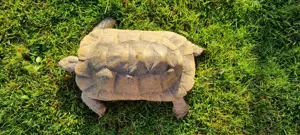 Adulte Testudo graeca (ibera) 0,1 eierlegend - Maurische Schildkröte Weibchen 