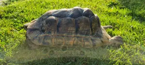 Adulte Testudo graeca (ibera) 0,1 eierlegend - Maurische Schildkröte Weibchen  Bild 2