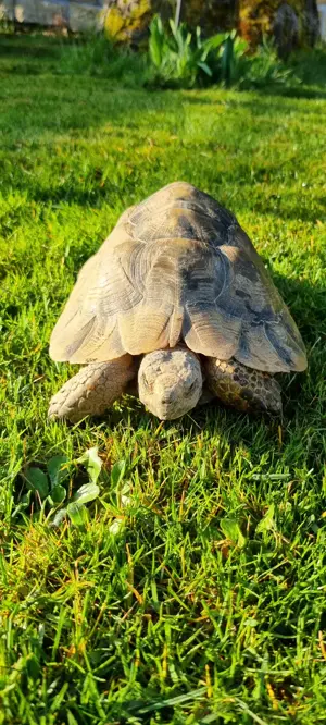 Adulte Testudo graeca (ibera) 0,1 eierlegend - Maurische Schildkröte Weibchen  Bild 4