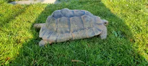 Adulte Testudo graeca (ibera) 0,1 eierlegend - Maurische Schildkröte Weibchen  Bild 5
