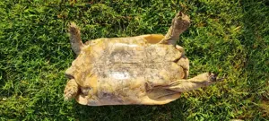 Adulte Testudo graeca (ibera) 0,1 eierlegend - Maurische Schildkröte Weibchen  Bild 3