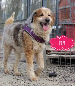 Pipi, wunderschöne Tornjak Mix Hündin
