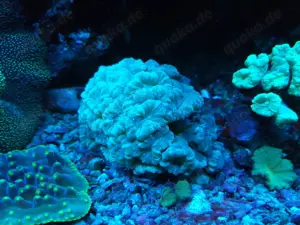 Korallen LPS Ableger Caulastrea hellblau