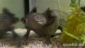 Axolotl Weibchen, Wildling aus MV