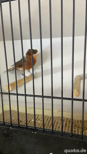 kanarienvögel