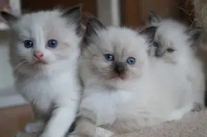 6 bildhübsche Ragdoll Kitten