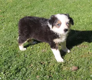 Border Collie Welpen