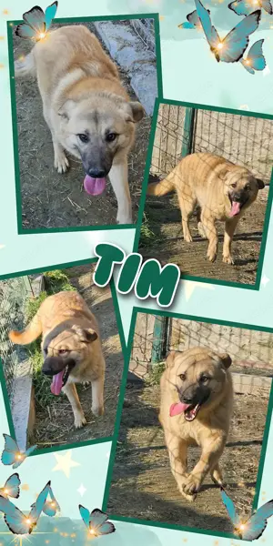 lustiger, lieber, menschenbezogener Rüde "Tim" sucht ein liebevolles Zuhause 