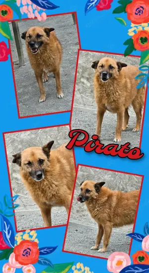 Hundeopa "Pirato" - absolut lieb und verträglich - sucht dringend ein liebevolles Zuhause