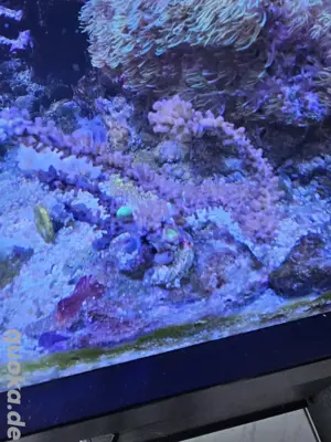 Meerwasser  korallen zoa gorgonie 