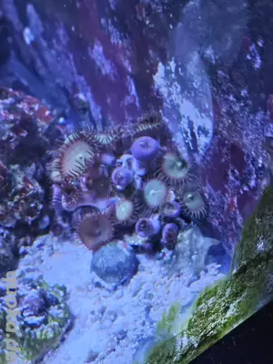 zoa Meerwasser s