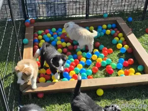 Showlinie- Border Collie Welpen mit Stammbaum 
