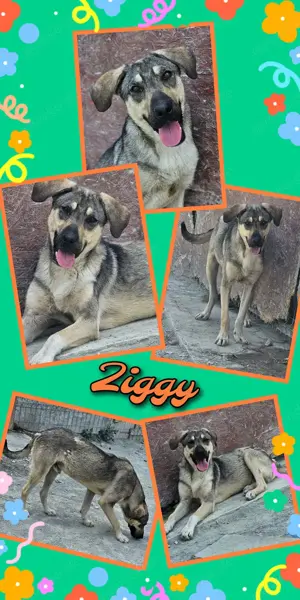 offener, lustiger, hübscher, menschenbezogener Traumrüde "Ziggy" sucht ein Zuhause 
