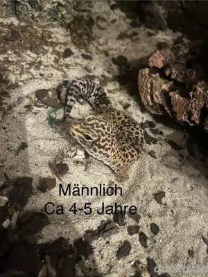 leopardgecko 