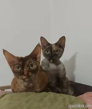 Devon Rex katzen 