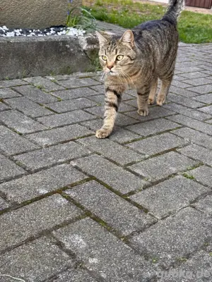 Katze sucht neues Zuhause  Bild 4