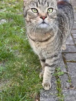 Katze sucht neues Zuhause  Bild 5