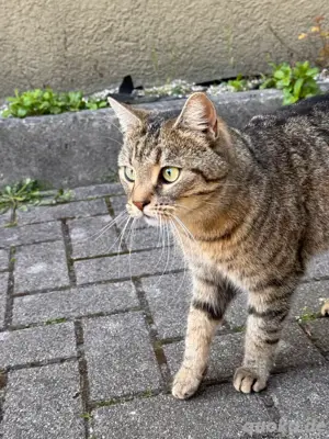 Katze sucht neues Zuhause  Bild 3