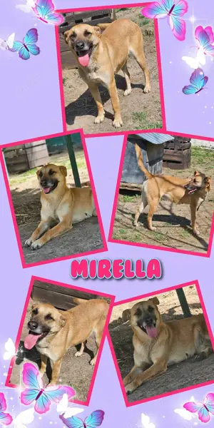 sehr menschenbezogene und liebevolle Hündin "Mirella" sucht dringend ein schönes Zuhause 