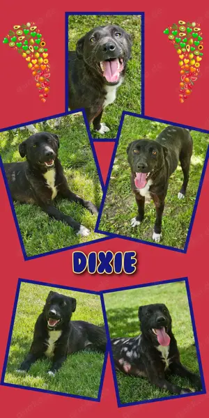sehr lieber, offener und lustiger Rüde "Dixie" sucht ein liebevolles Zuhause 