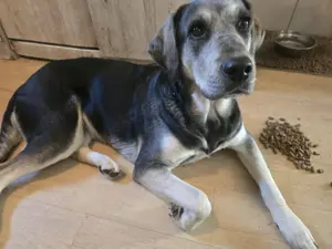 Labrador Mischling 
