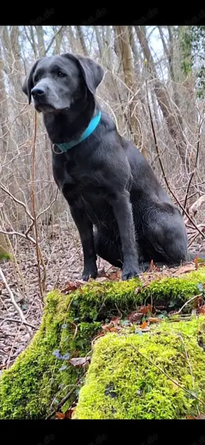 Schwarze  Labrador Welpen mit Ahnentafel Bild 5