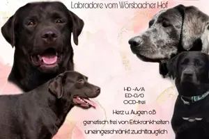 Labrador Hunde & Welpen in Imsweiler kaufen & verkaufen Hundemarkt
