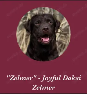 Schwarze  Labrador Welpen mit Ahnentafel Bild 7