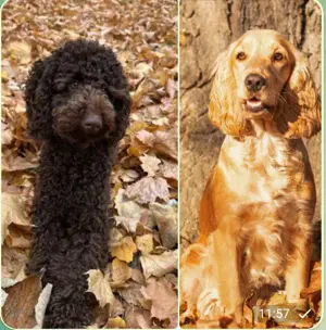 Cockapoo Welpen Wurfankündigung 