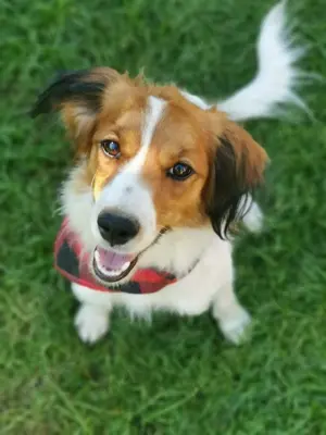 Einzigartige Kooikerhondje Hündin 