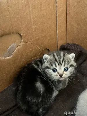 BKH Kitten 