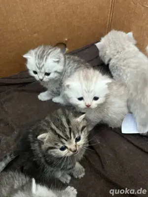 BKH Kitten 