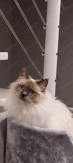 Ragdoll Kater anzubieten 