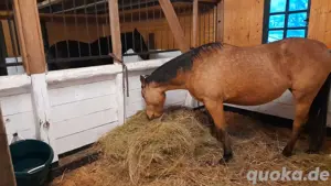 sportpferd Zuchtstute Freizeitpferd Stute Buckskin dressurpferd 
