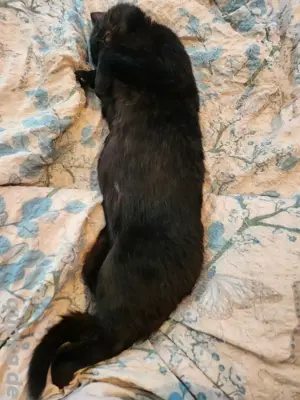 EKH Kater 