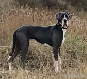 Deutsche Dogge ( Deckrüde )