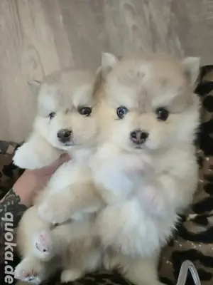 Auszugsbereit  :) Pomsky F2 F3 blaue Augen 6kilo klein  Bild 5