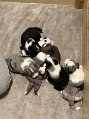 Wunderschöne Mini Aussie Welpen mit Papieren 