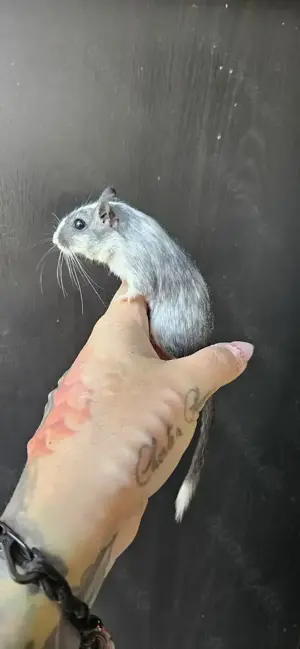 Rennmäuse, Wüstenrennmäuse 