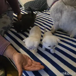 Britische Kurzhaar Kitten