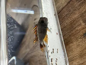 Zwergbuntbarsch Männchen