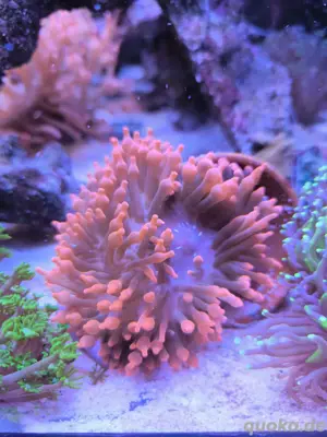 Anemone Rot oder Quadricolor