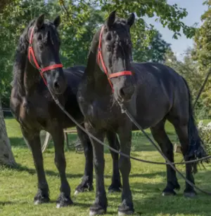 Reitbeteiligung Beifahrer für gut ausgebildete Friesen gesucht Bild 5