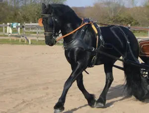 Reitbeteiligung Beifahrer für gut ausgebildete Friesen gesucht Bild 7