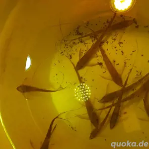 Sturisoma aureum NZ 