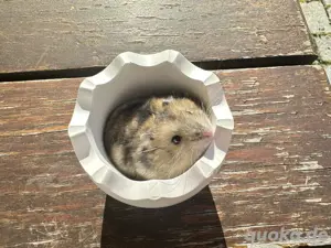 Hamster Sucht neues zuhaus