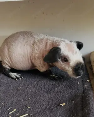 Skinny Pig und Werwolf Mädchen Frühkastrat
