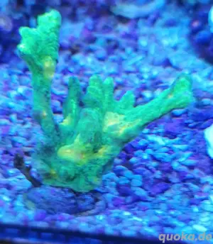 Meerwasser Korallen 